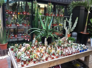 Cacti display at The Chelsea Gardener