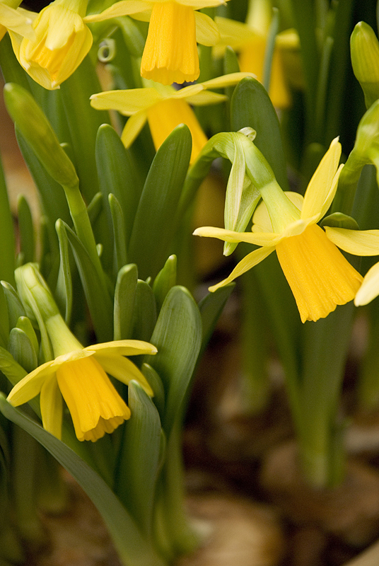 Daffodil Tete