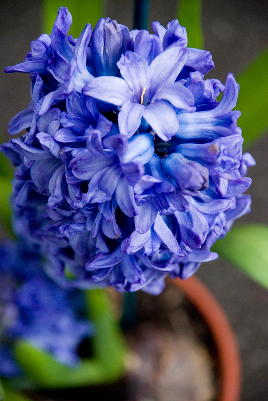 Hyacinth 2