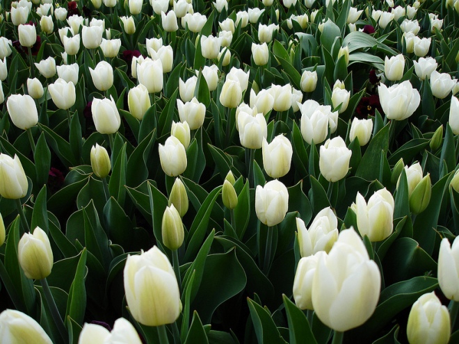 Tulips white